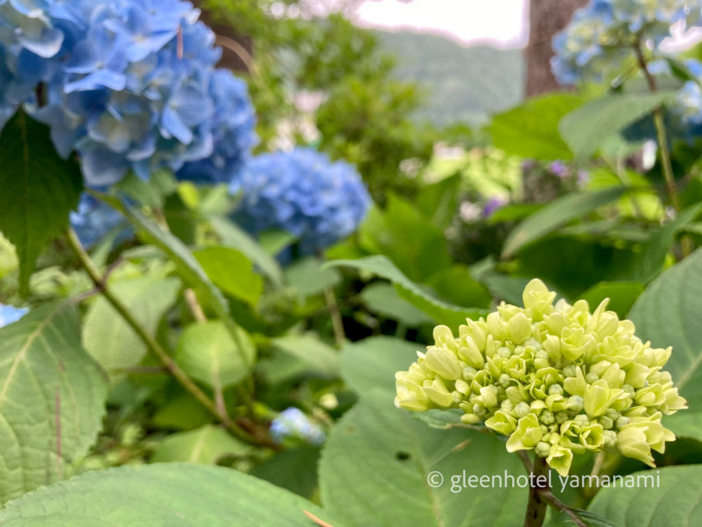 兵庫県　夏休み　旅行　アウトドア　ハイキング　ハチ高原　やまなみ　紫陽花