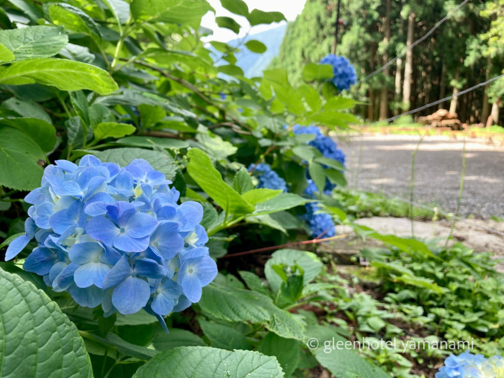 自然学校　兵庫県　ハチ高原　やまなみ　グリーンホテルやまなみ　キャンプ　自然体験　秋　紫陽花