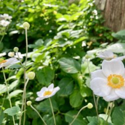 山のレストラン　シーズ　「縁日」イベントご案内